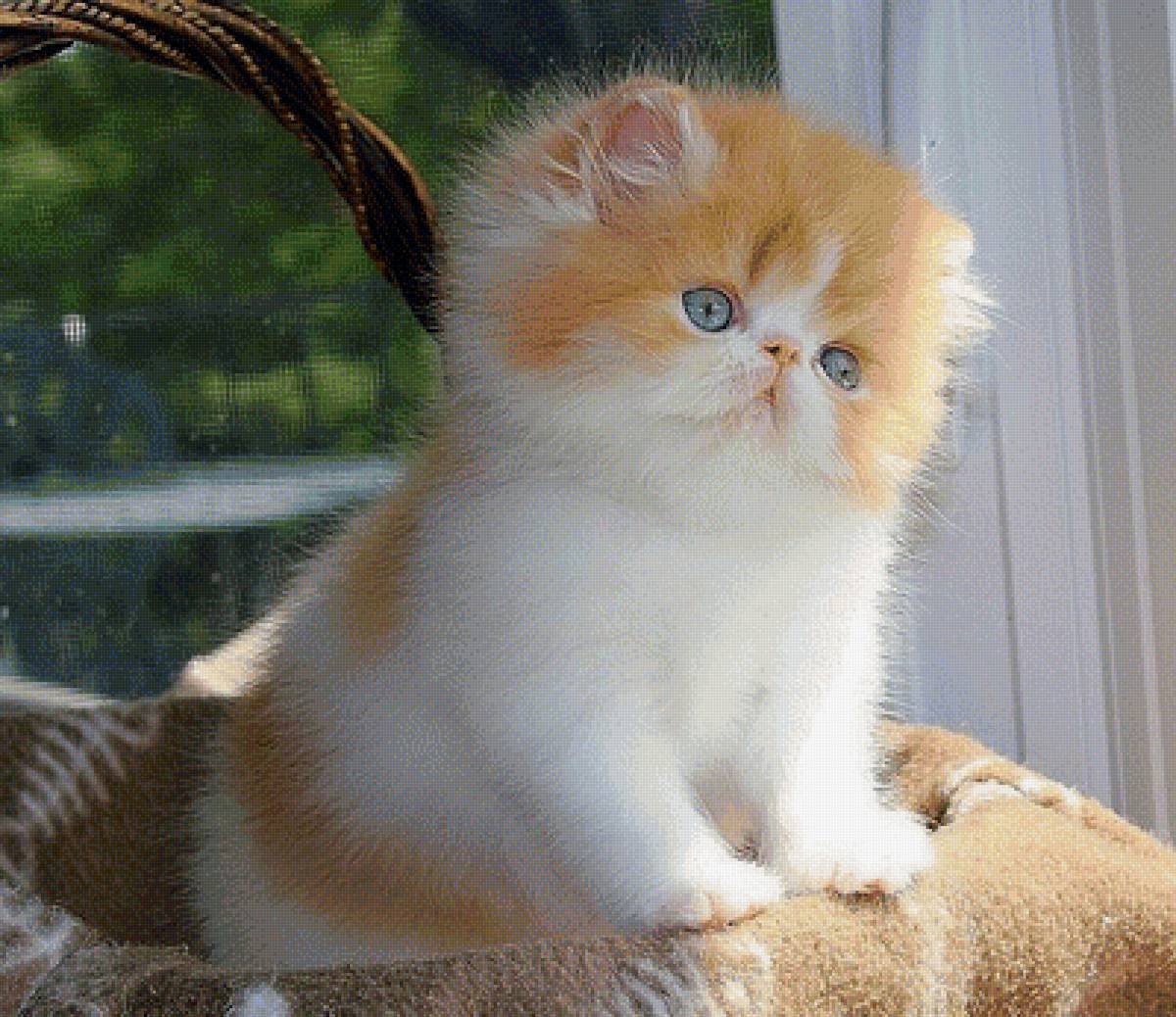 Перс экзот рыжий