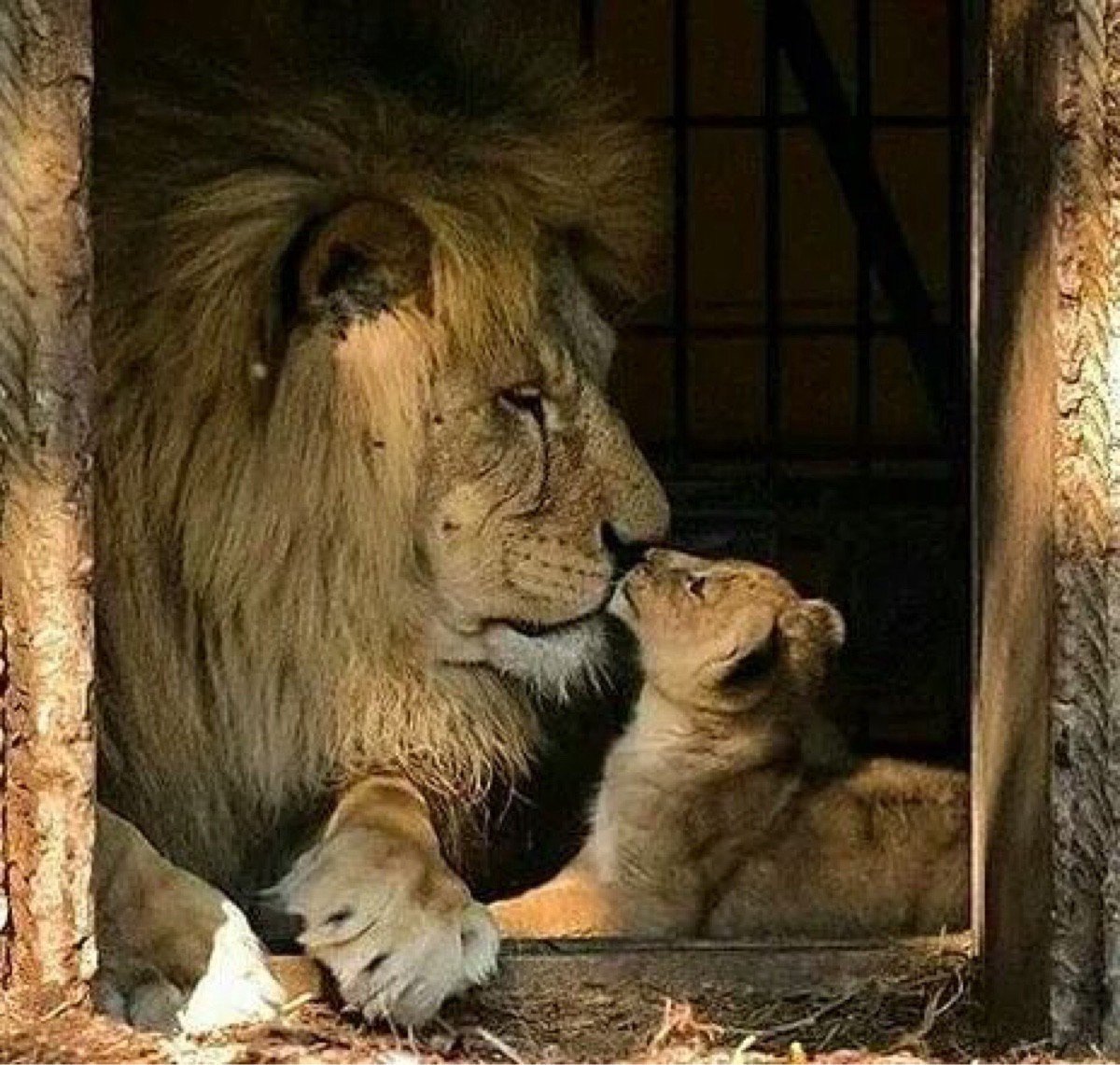 Лев и котенок фото