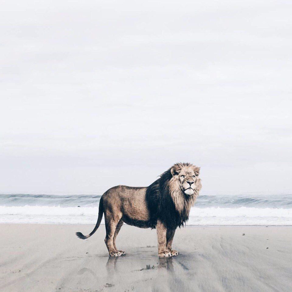 Громче всех лают дворняжки молчаливость и Выдержка признак породы