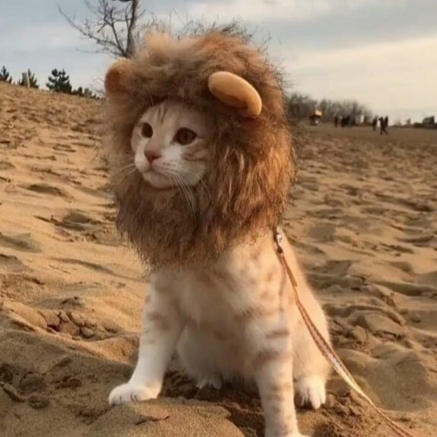 Львенок с гривой