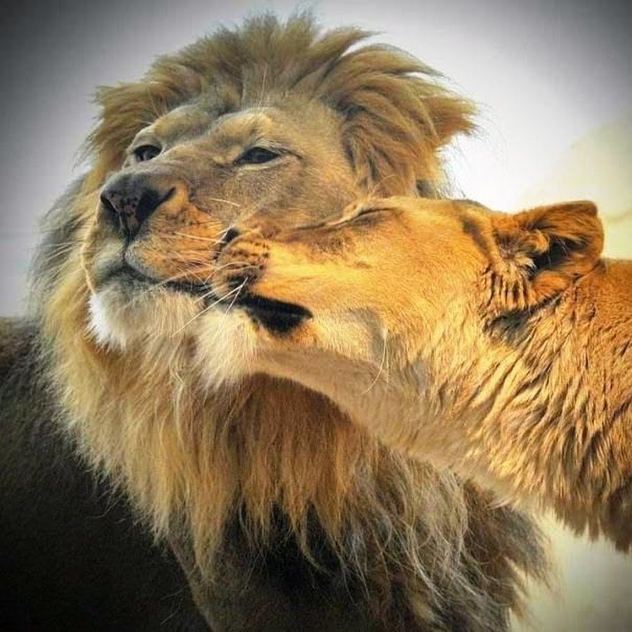 Лев и кошечка