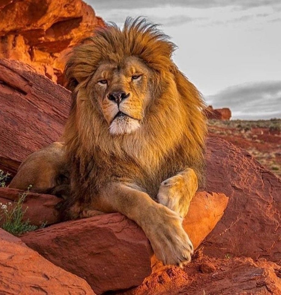 Европейский Лев