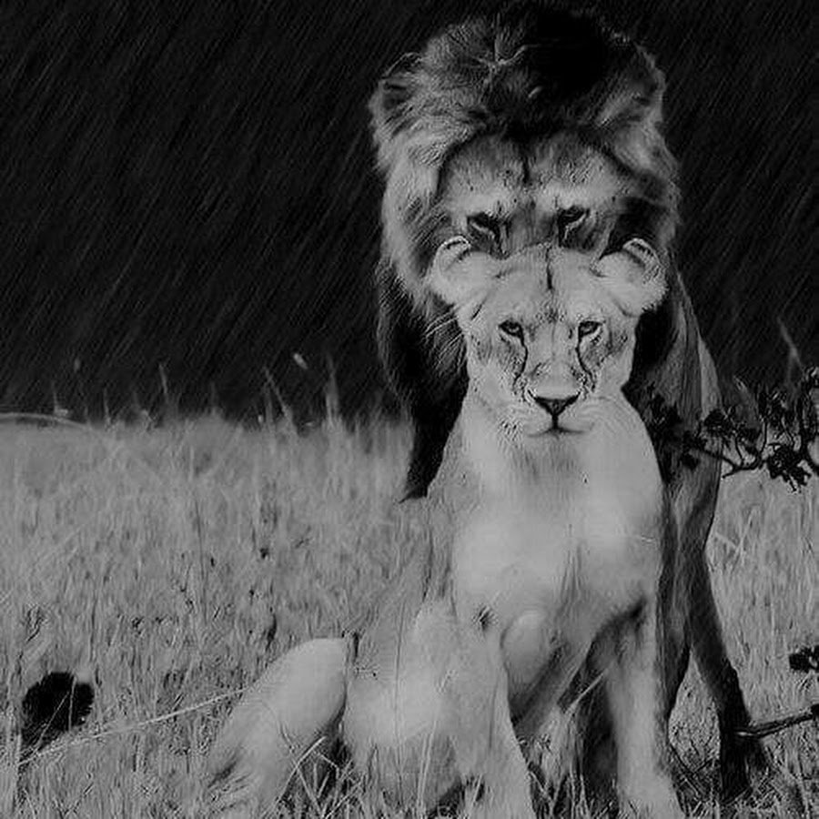 Лев портрет