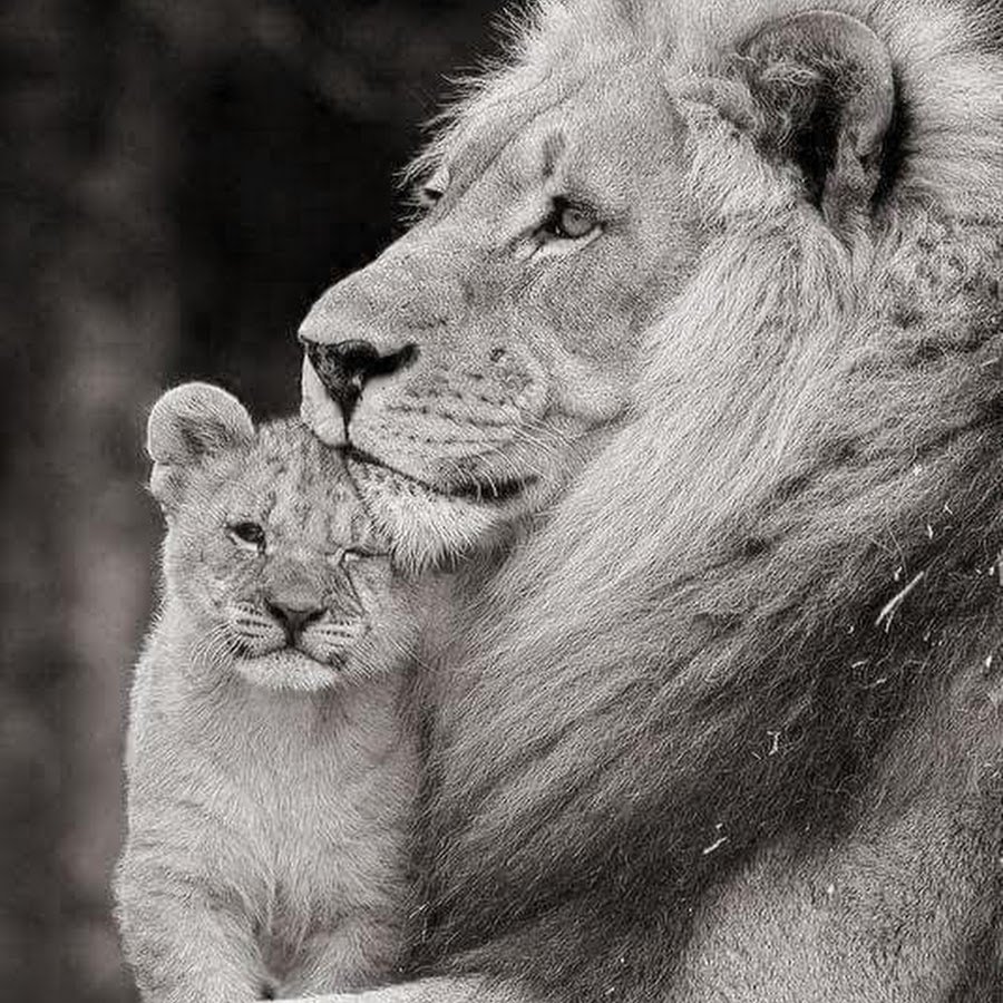 Львица с львенком фото черно белое