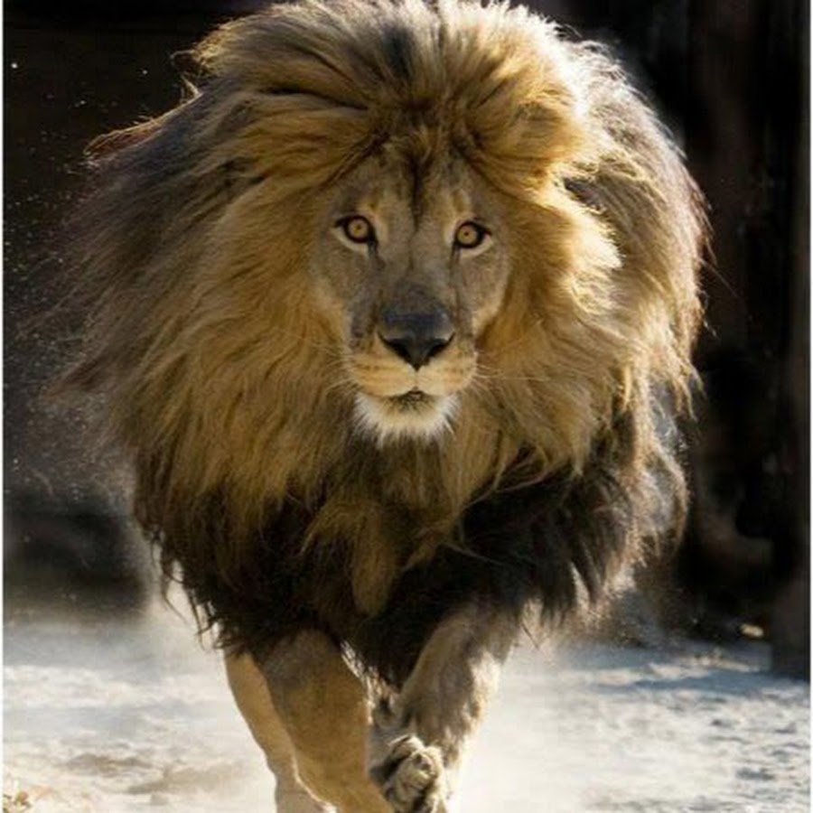 Лохматый Лев