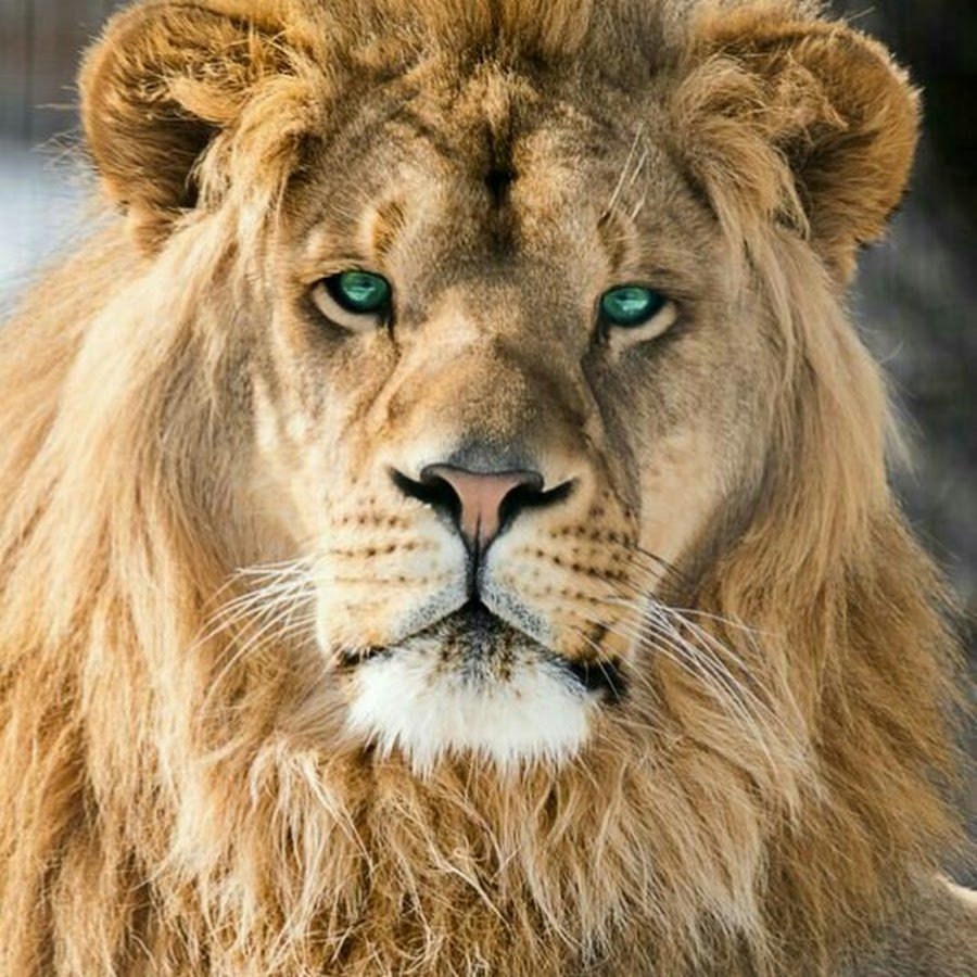 Лев и львица любовь