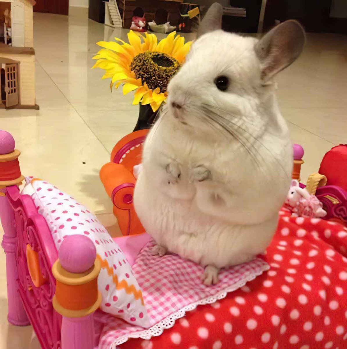 Шиншилла Эстетика