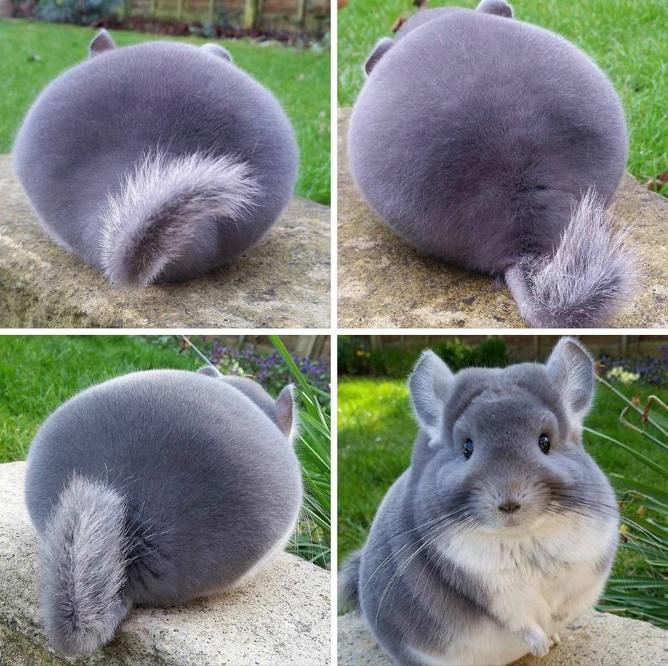 Малая длиннохвостая шиншилла