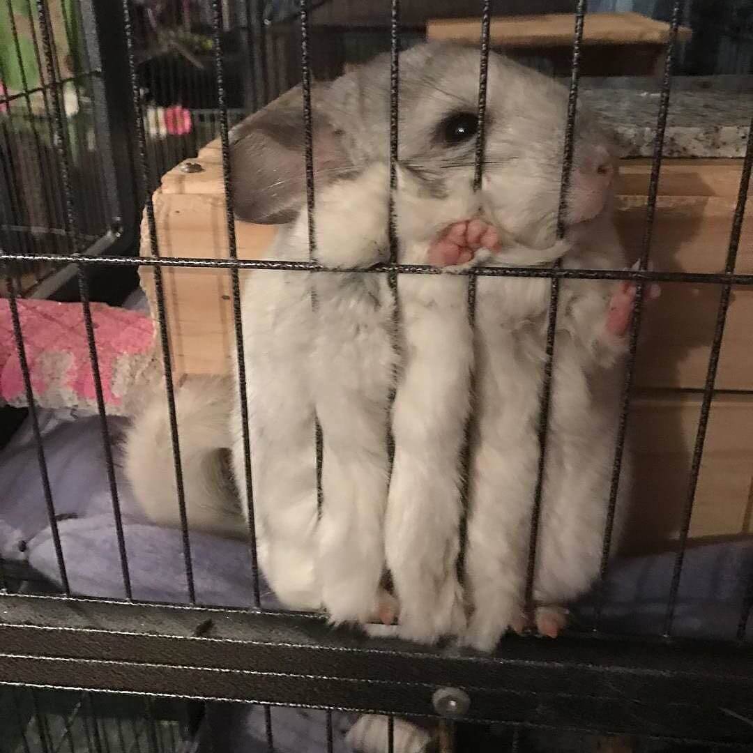 Береговая шиншилла