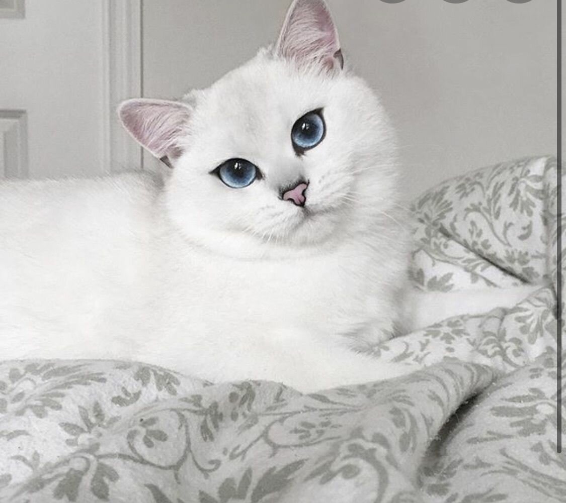 Постер с шиншиллой