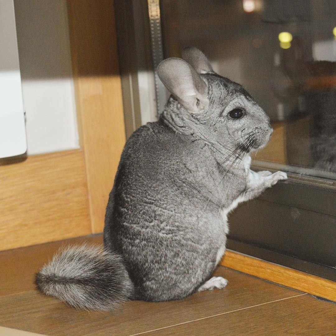 Короткохвостая шиншилла