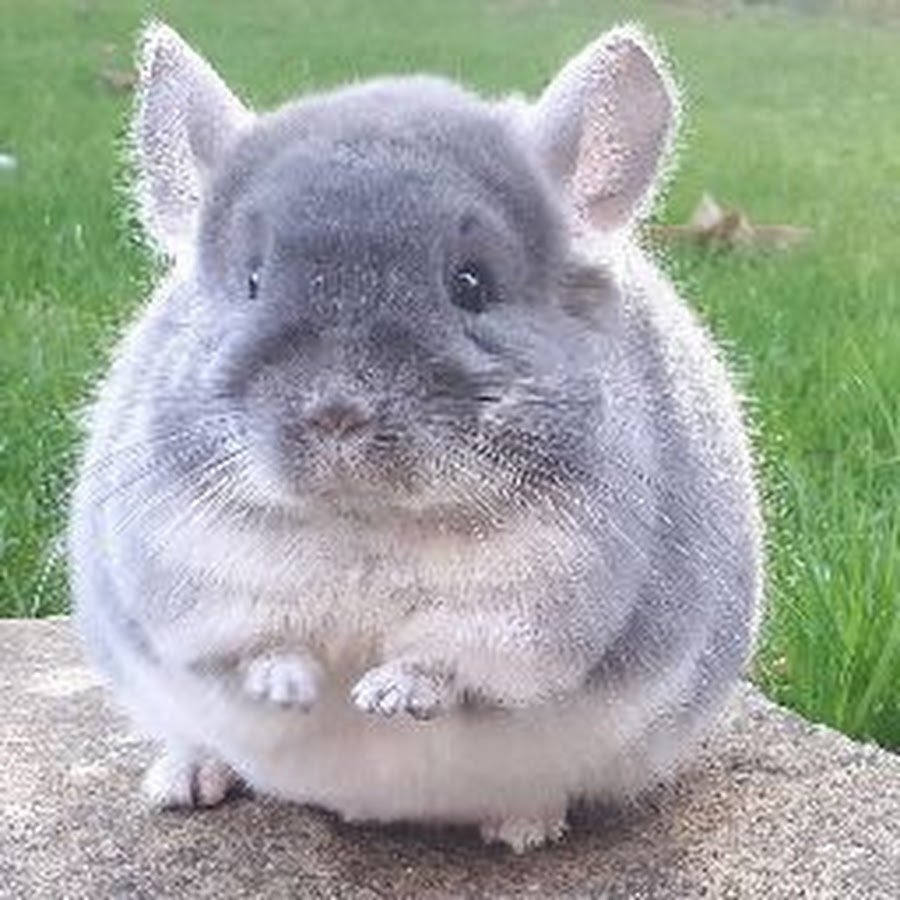 Австралийская шиншилла