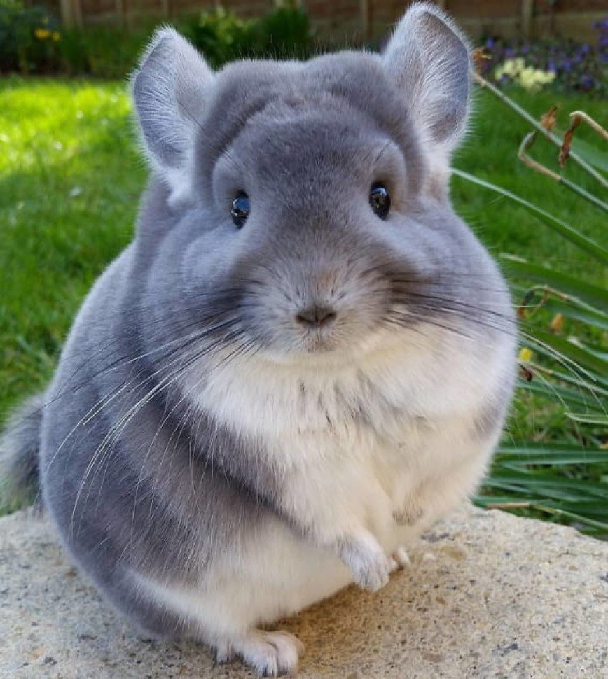 Турецкая шиншилла