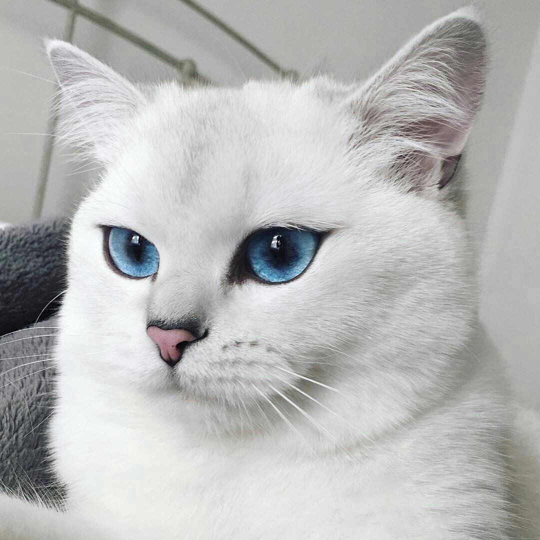 Шиншилла зверек