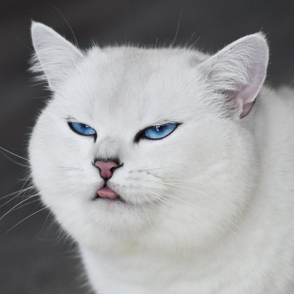 Шиншилла пазл