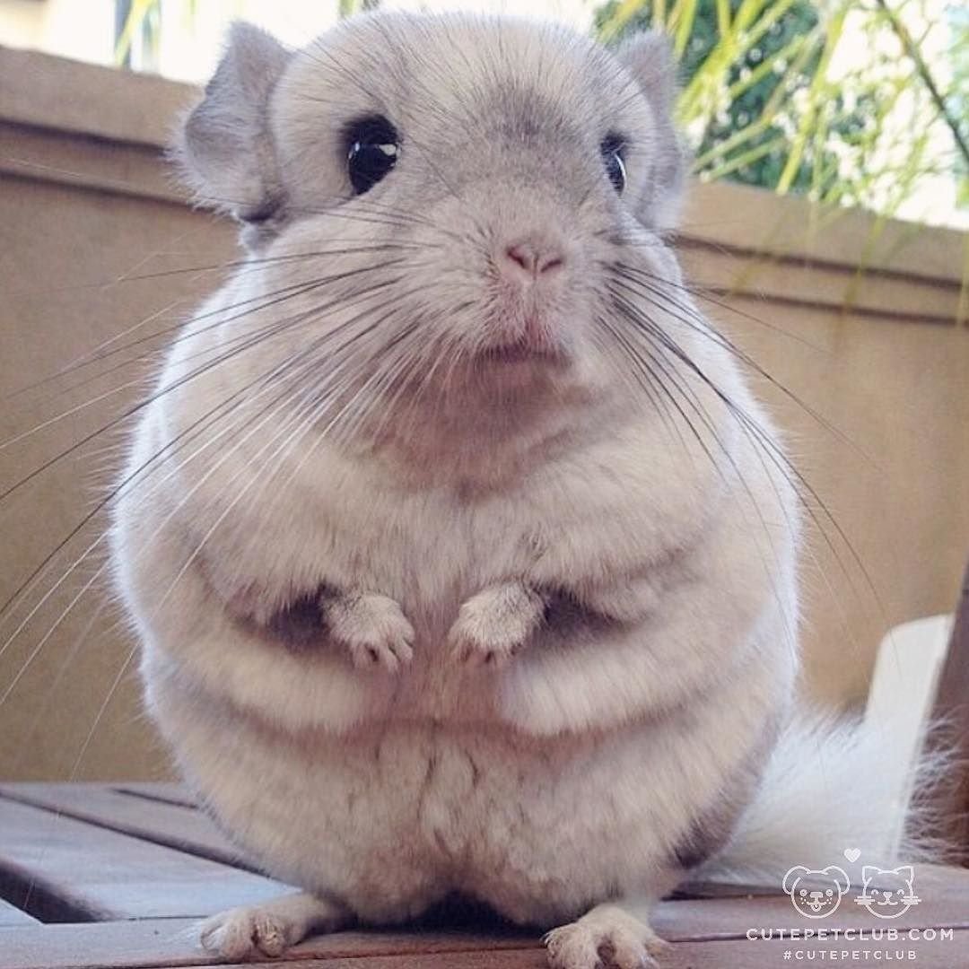 Белый Вильсон