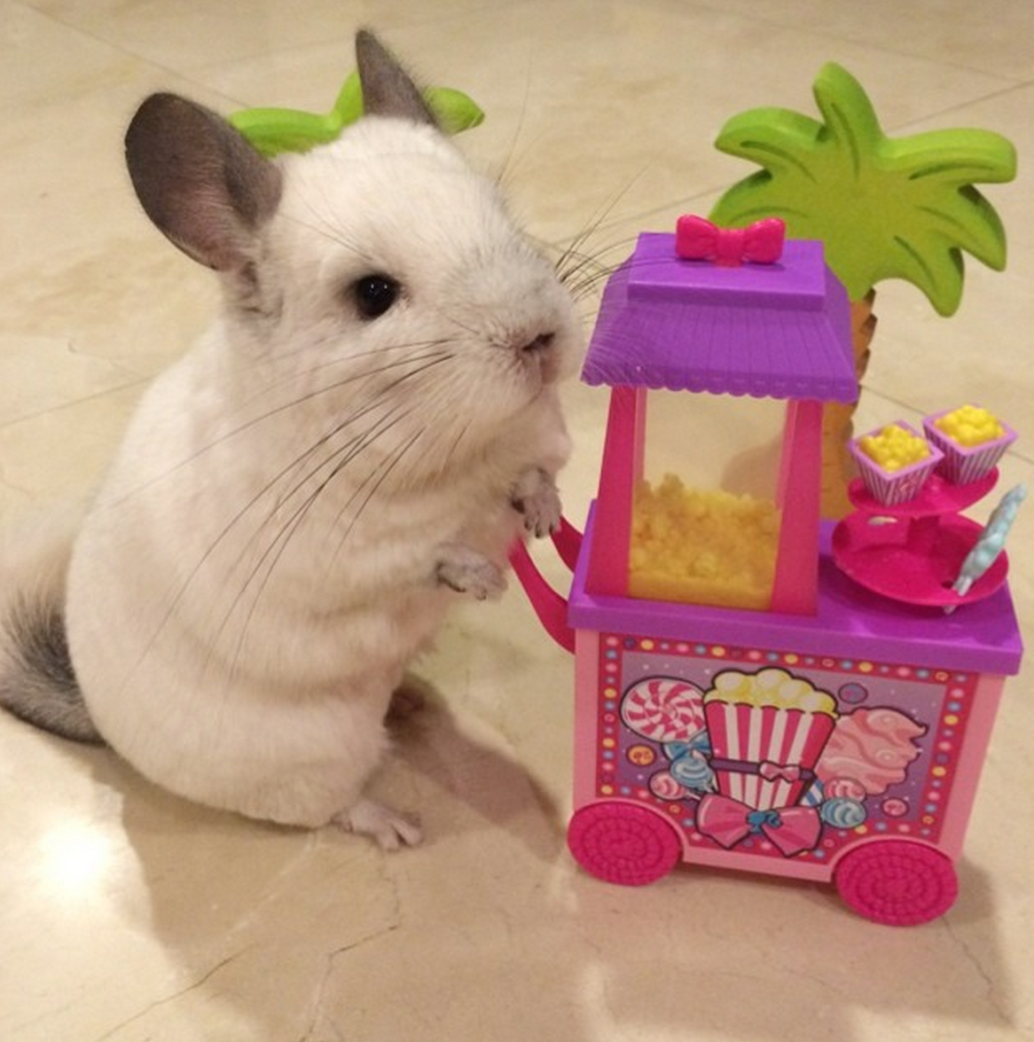 Шиншилла улыбается Эстетика