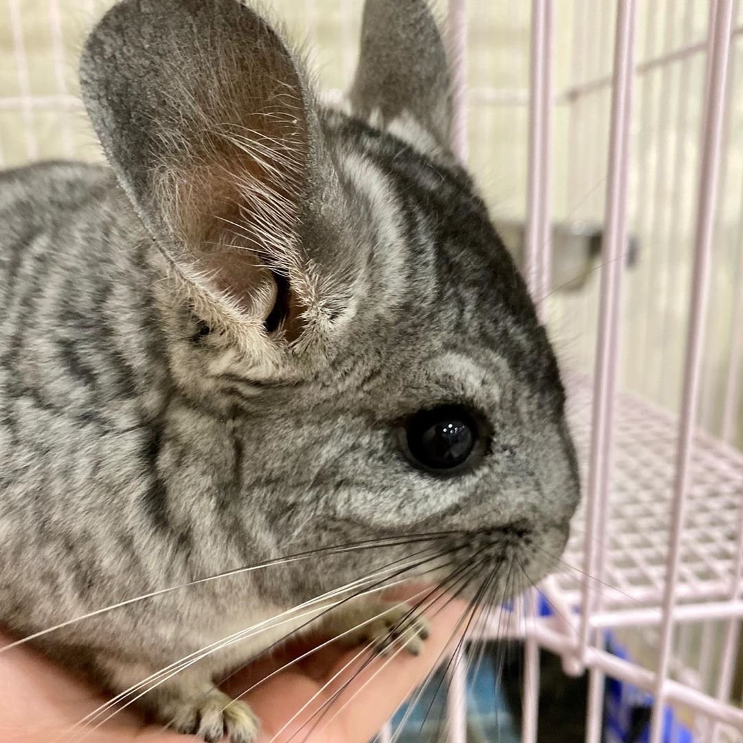 Детеныш шиншиллы