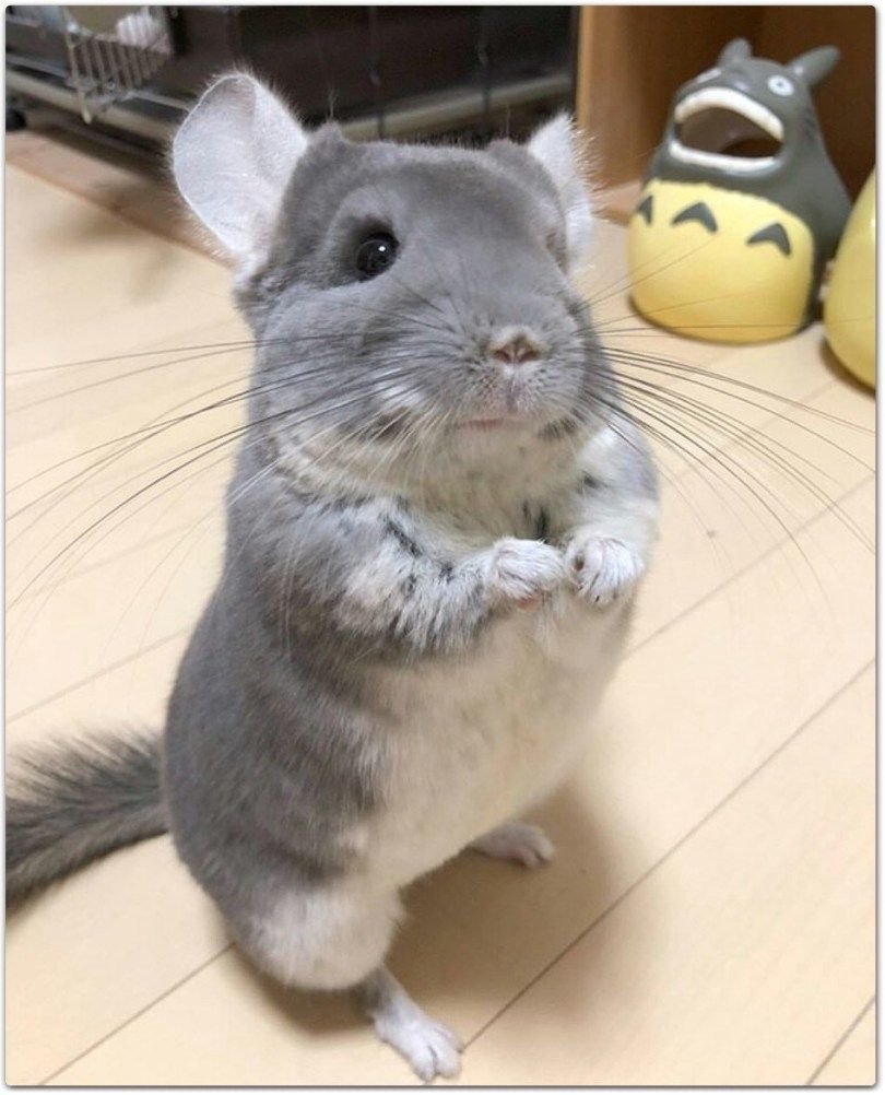 Британская шиншилла Уоби