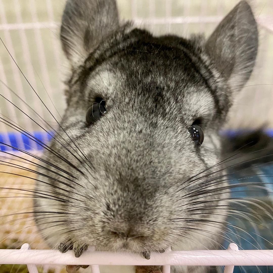 Кошка шиншилла белая длинношерстная