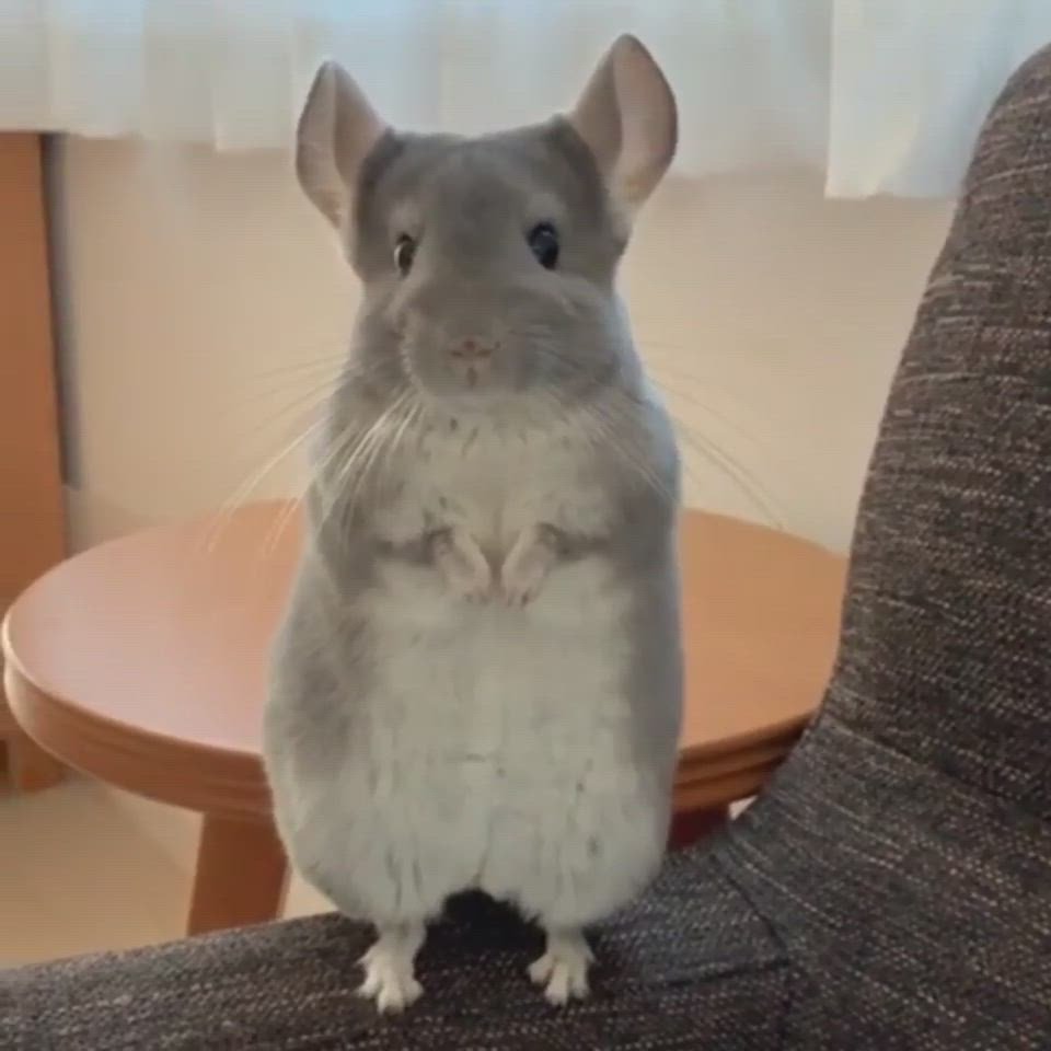 Шиншилла боится