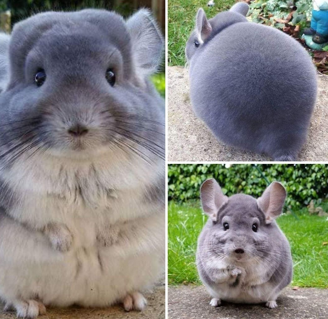 Шиншилла зевает