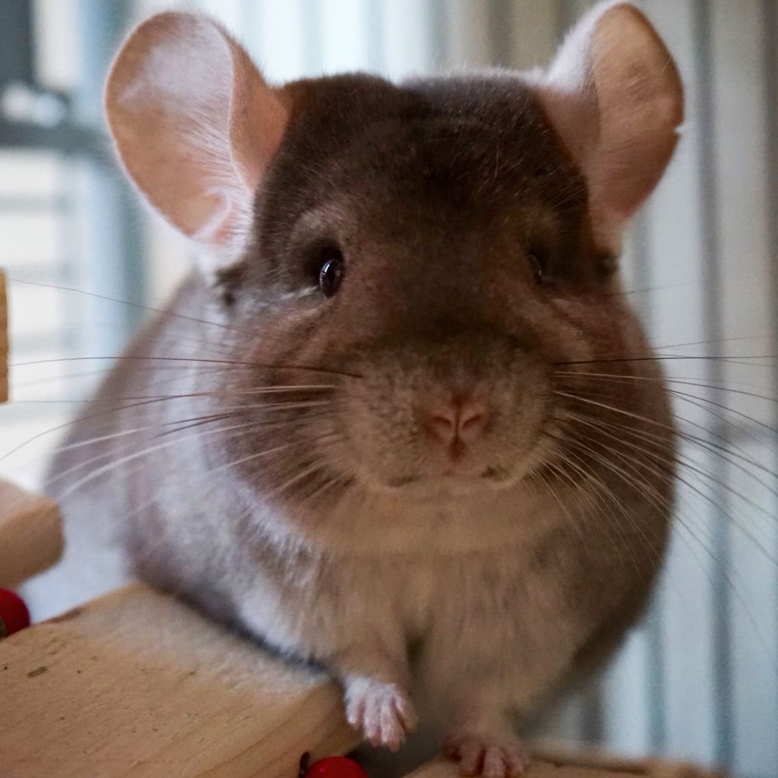 Шиншилла Тамара