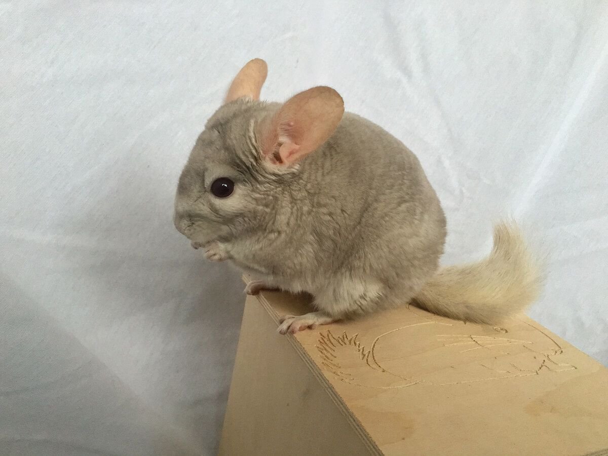 Шиншилла агути