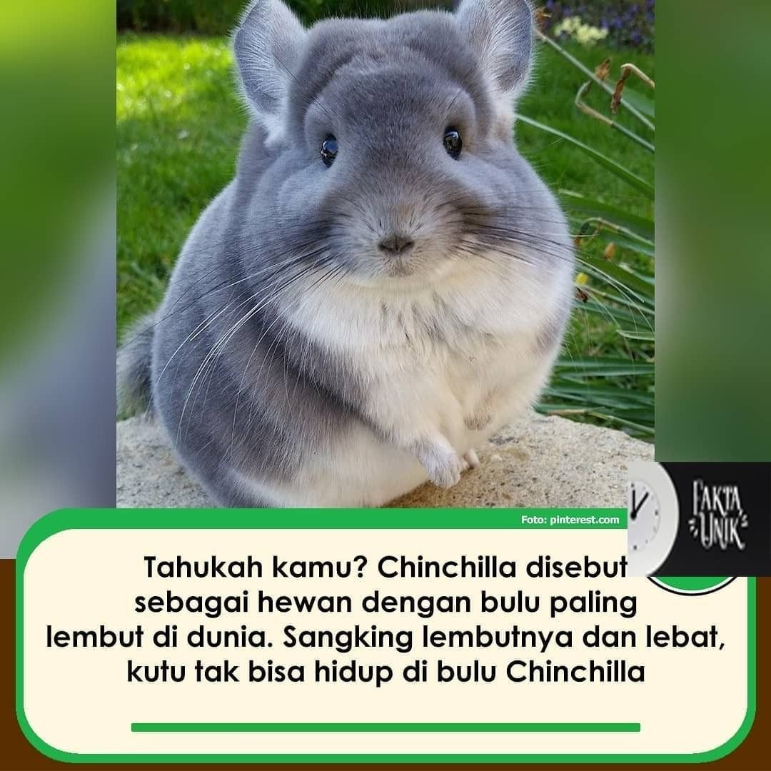 Шиншилла на белом фоне