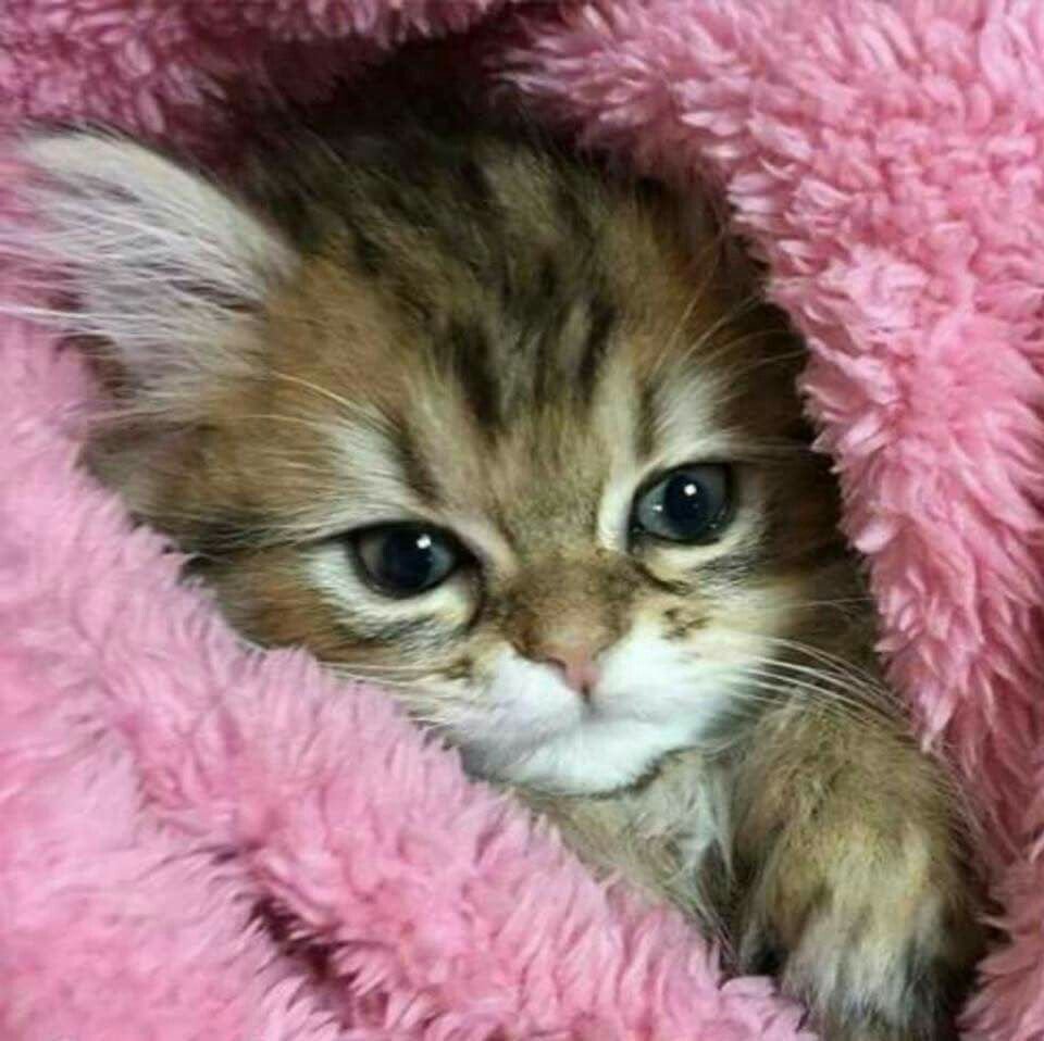 Няшный котенок