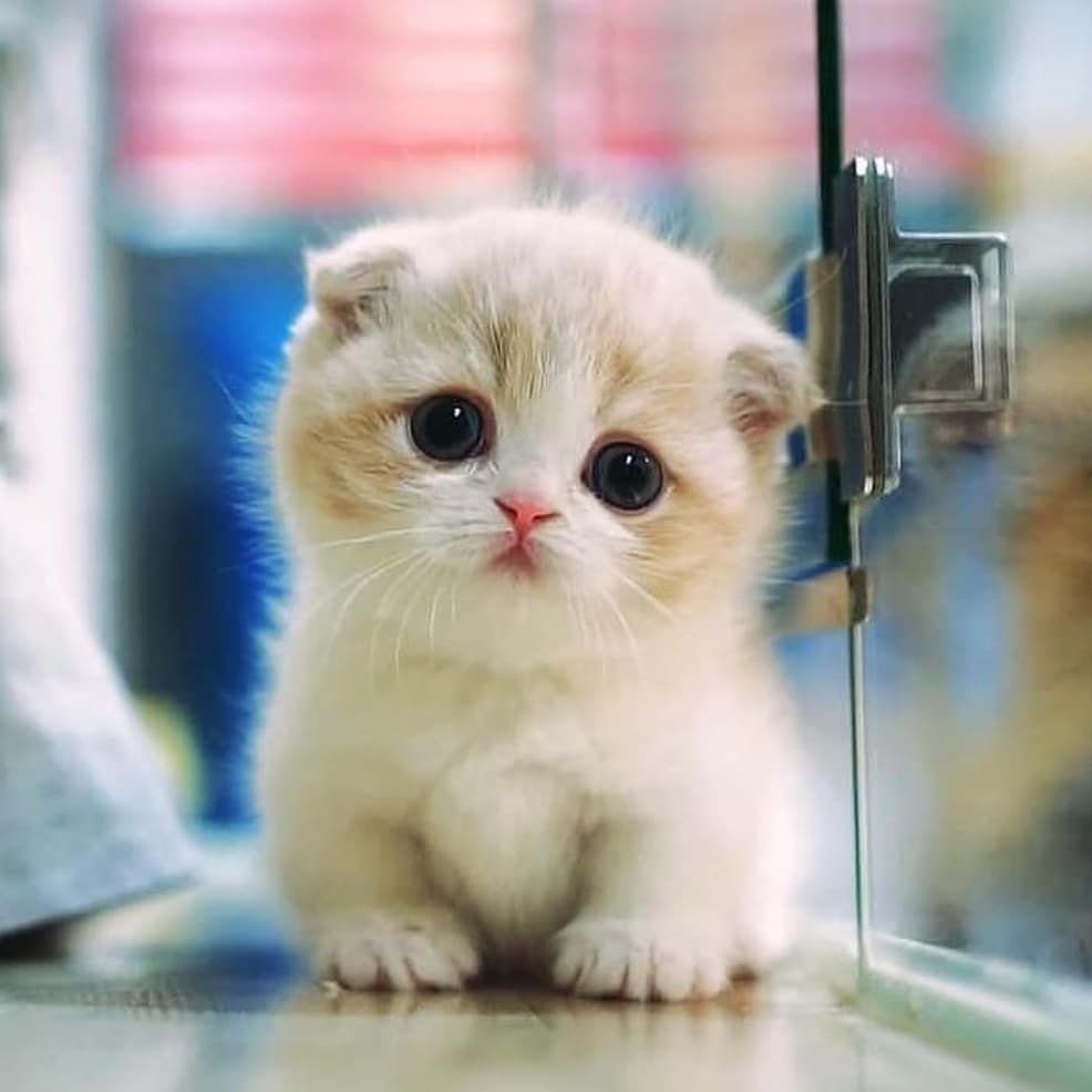 Милый котик