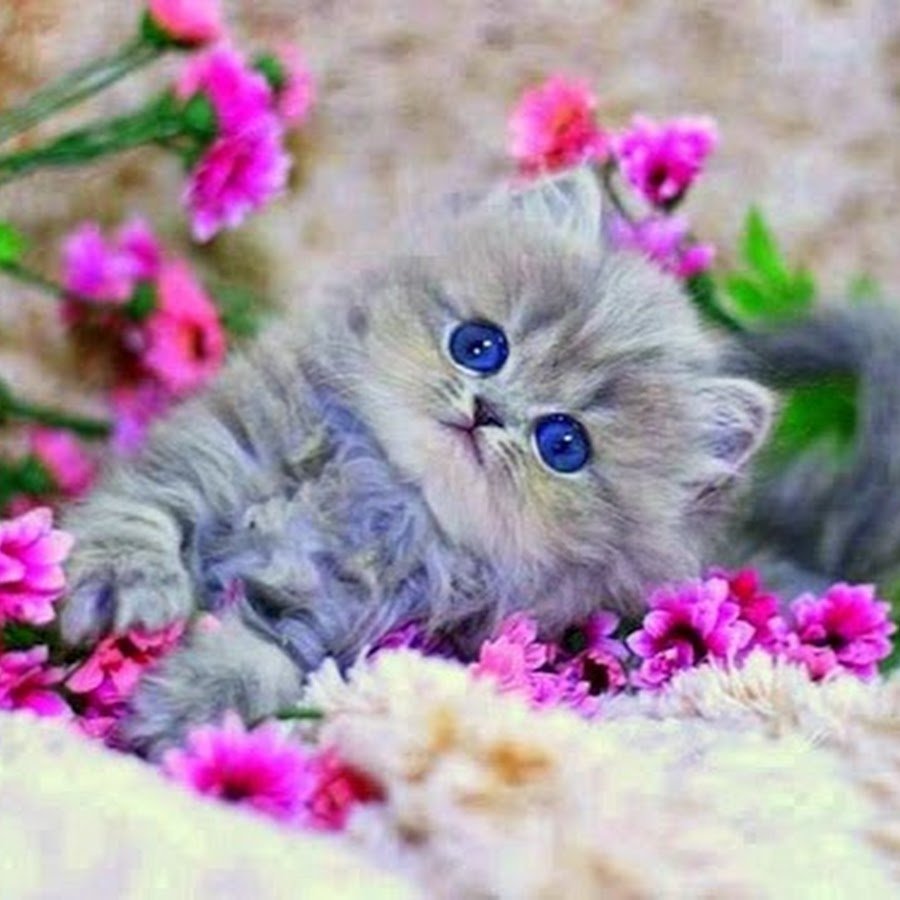 Милые котята с цветочками