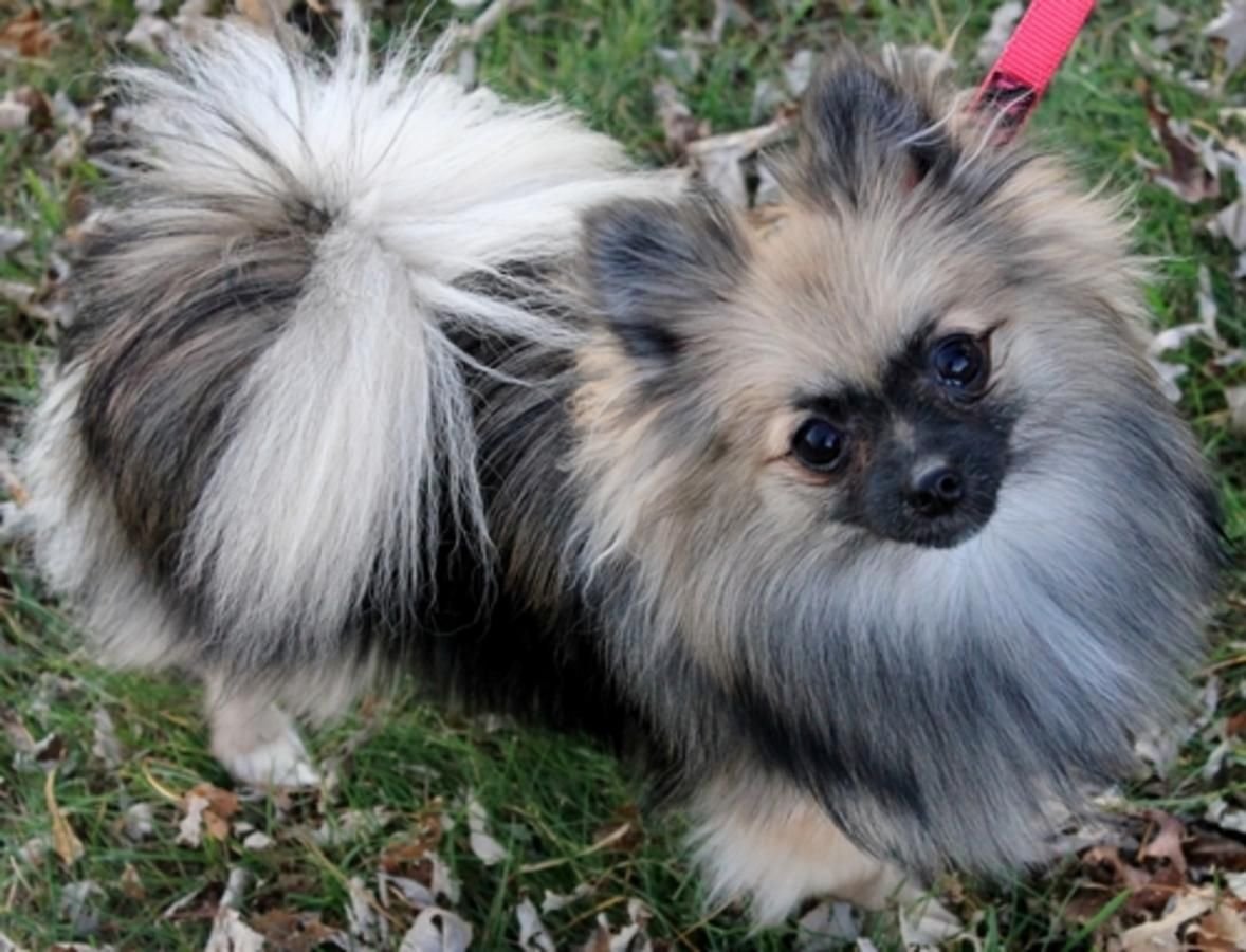 Сейбл Мерль шпиц