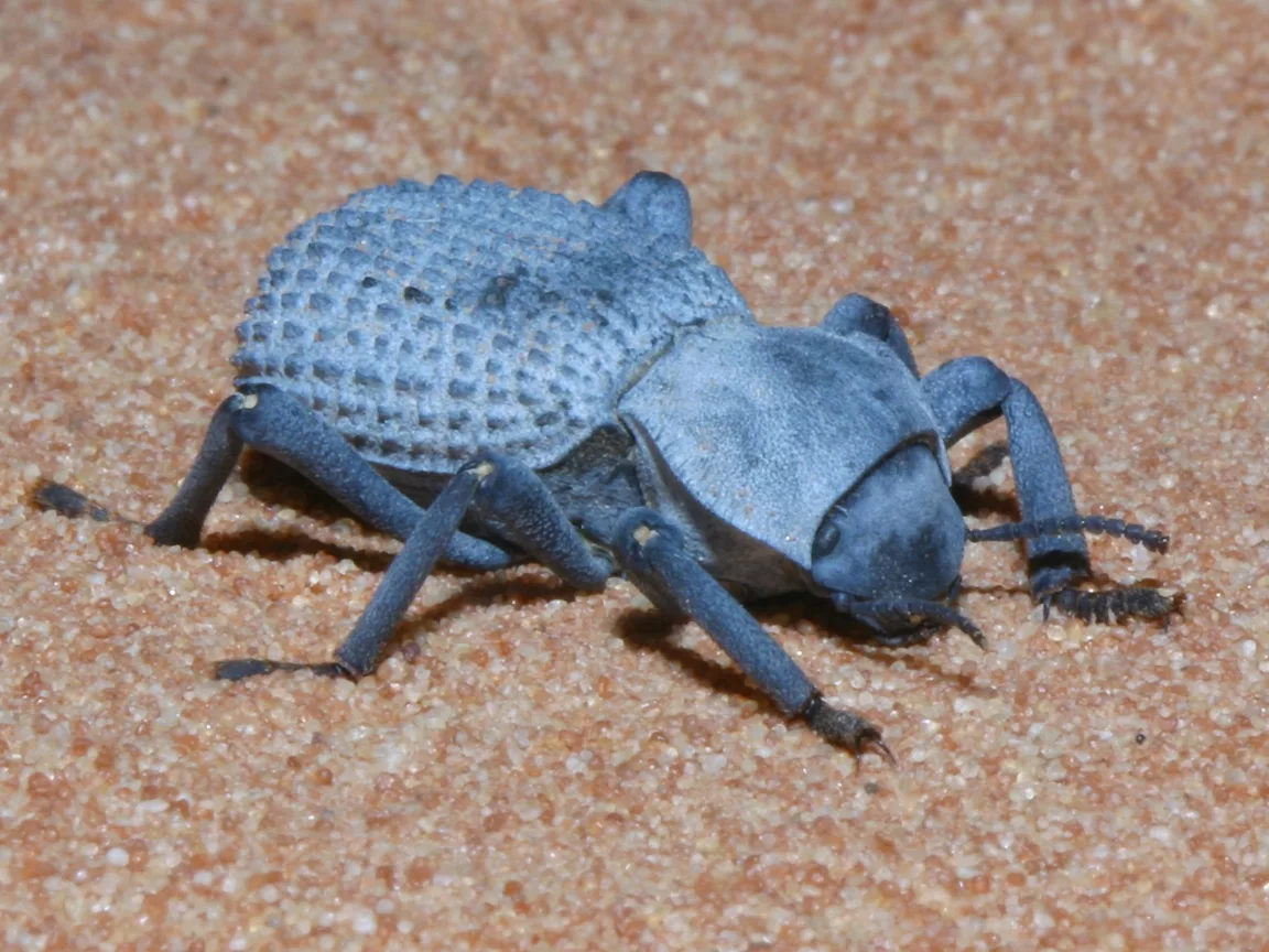 Жуки в пустыне