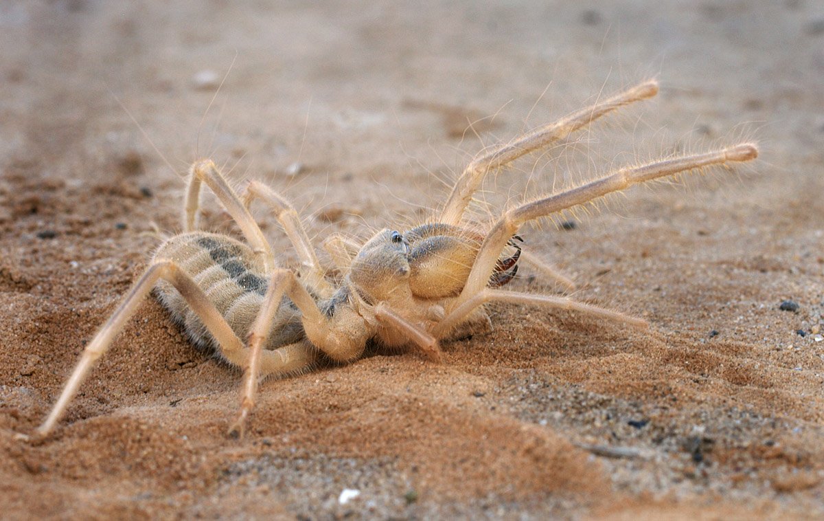 Паук-верблюд (сольпуга)