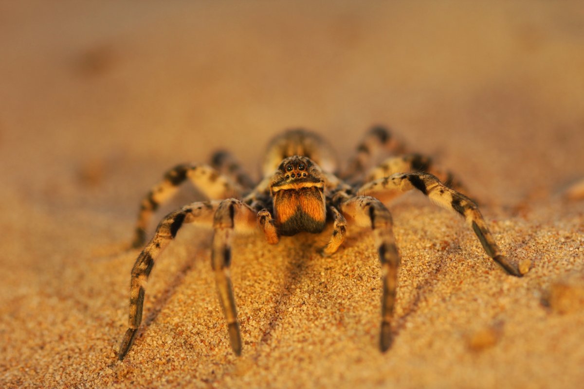 Carparachne aureoflava