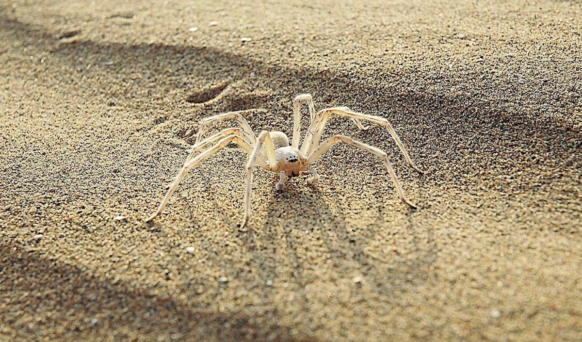 Паук Cebrennus rechenbergi