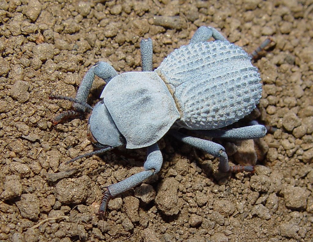 Blue Death feigning Beetle