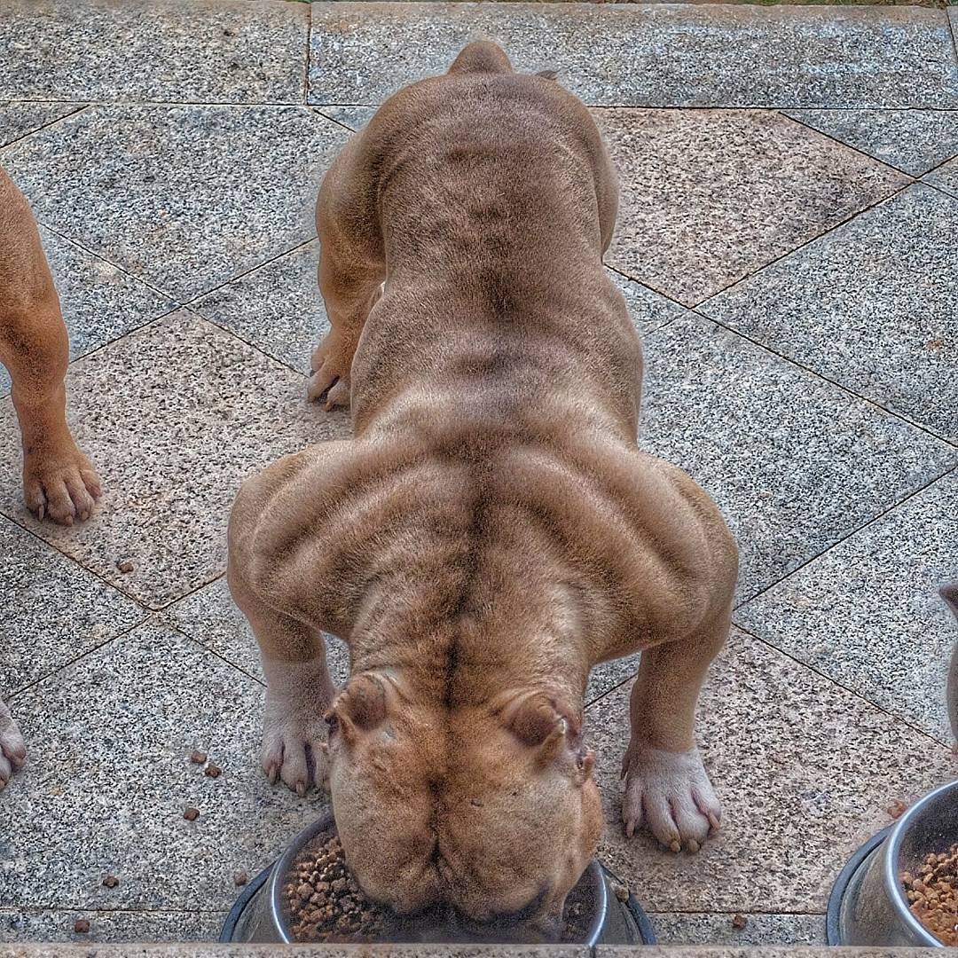 Сильный мускулистый пес