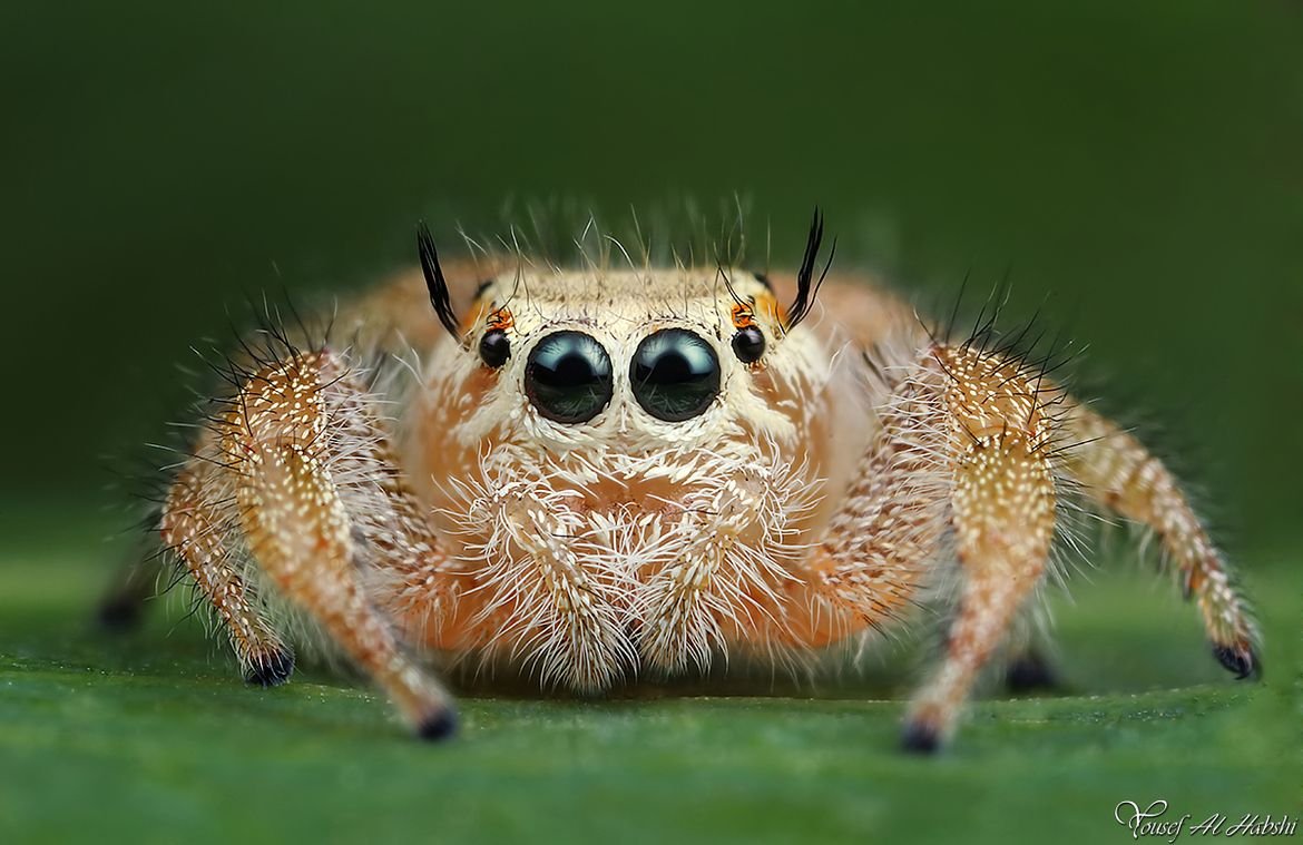 Очень красивые паучки