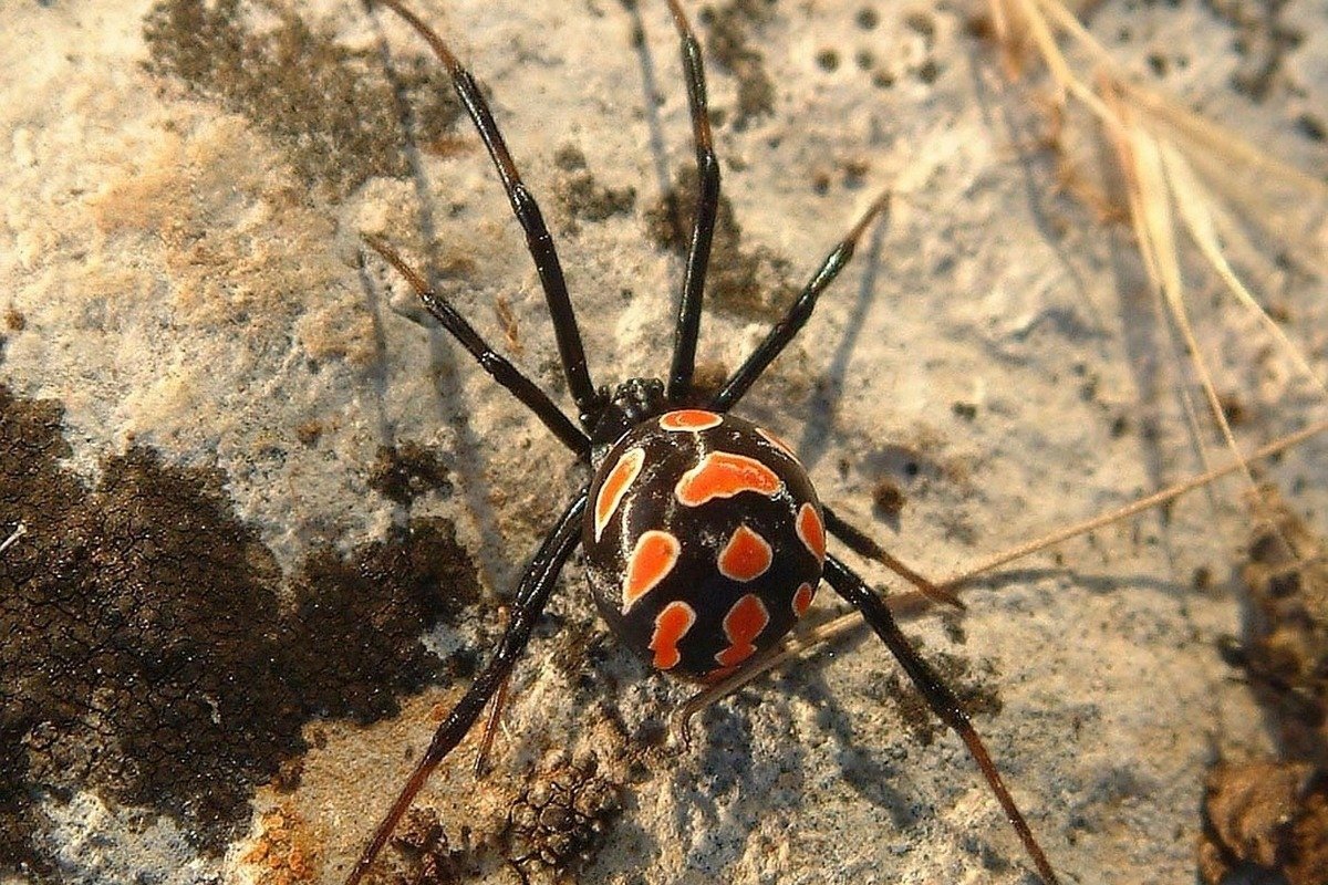 Ядовитый паук Каракурт