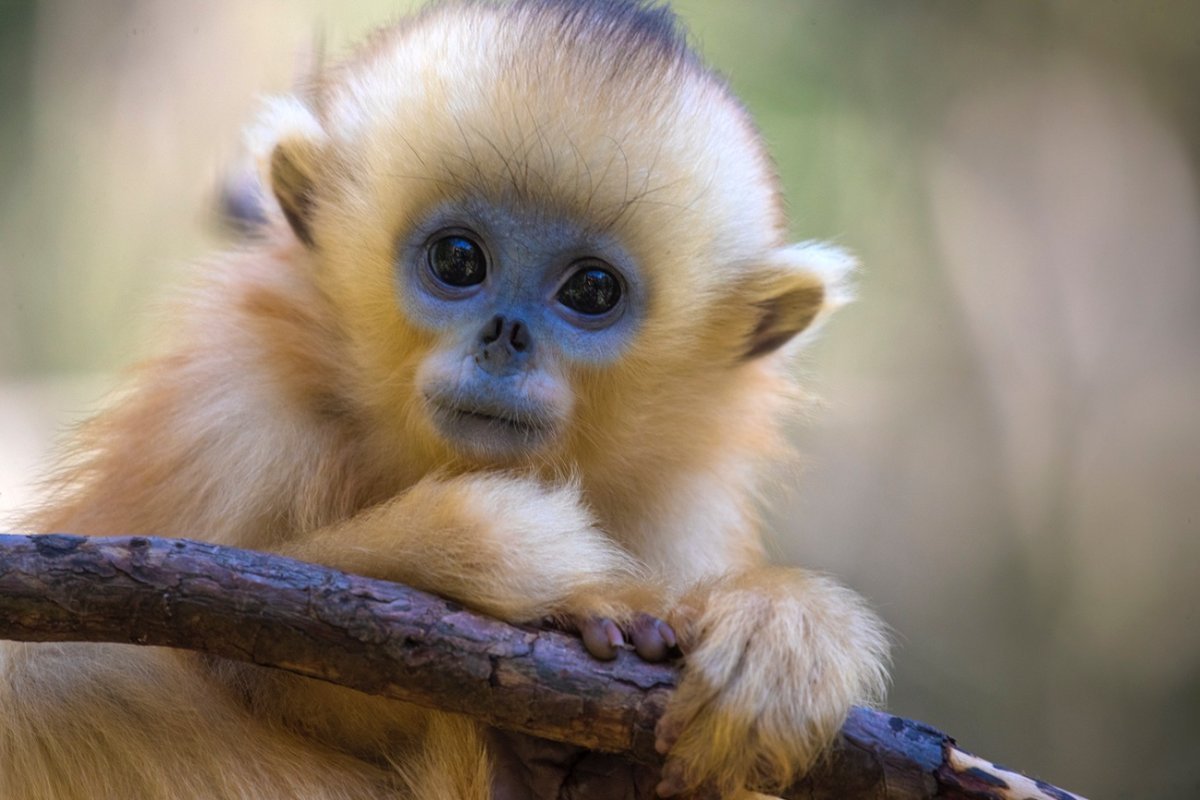 Золотистая курносая обезьяна (Рокселланов ринопитек)