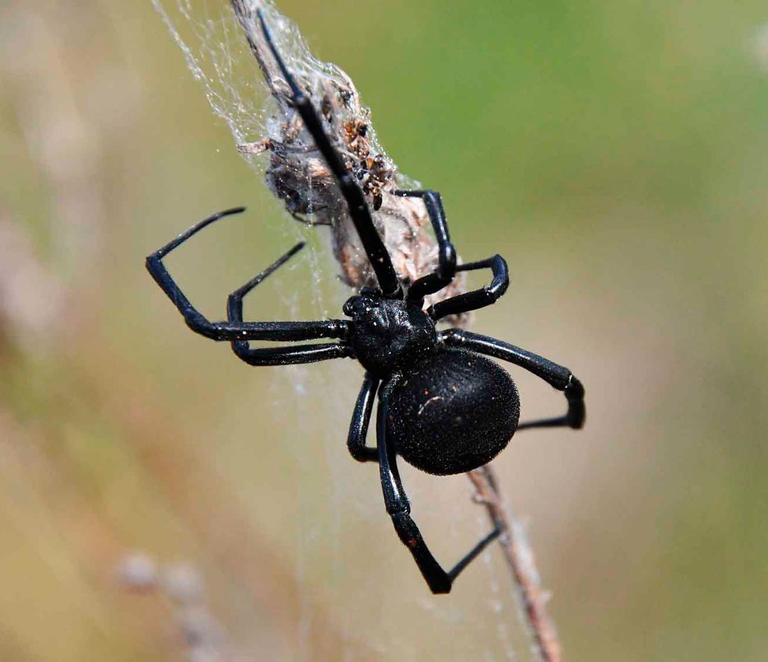 Сибирский Каракурт