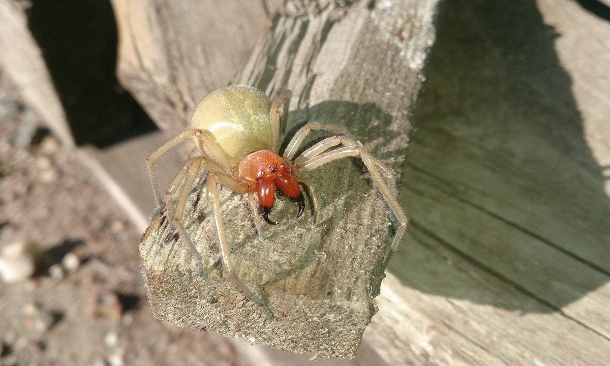 Паук Eusparassus walckenaerius