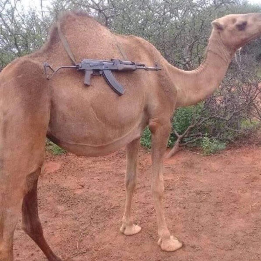 Лысый верблюд