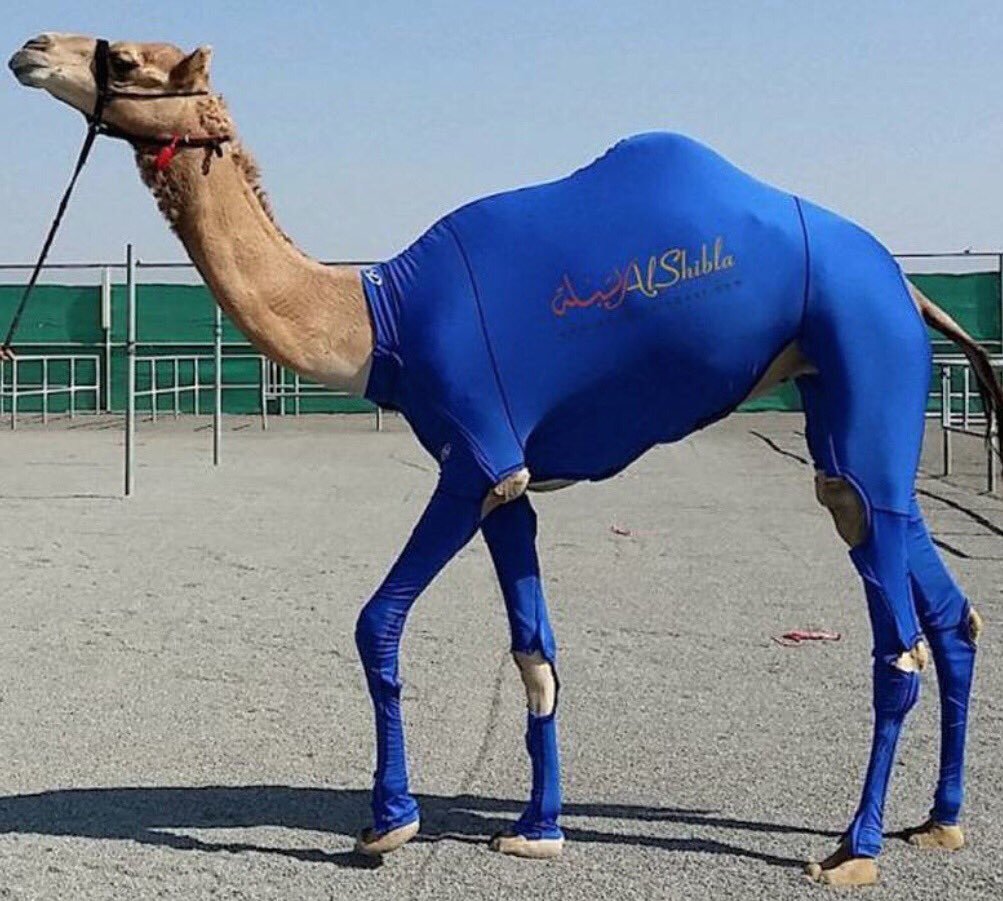 УГАРНЫЙ верблюд