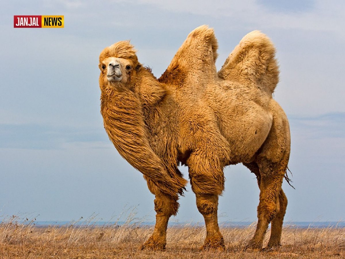 Сахрои кабир пустыни