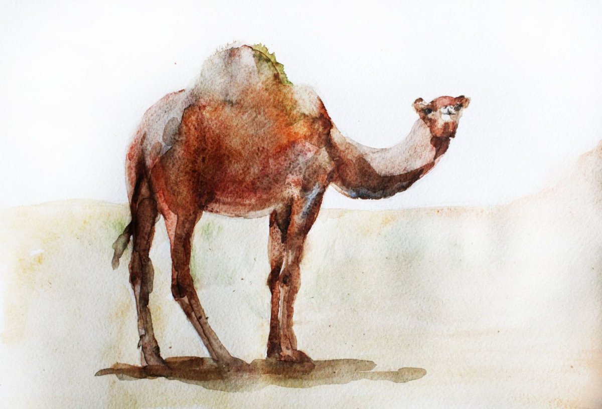 Милый верблюд