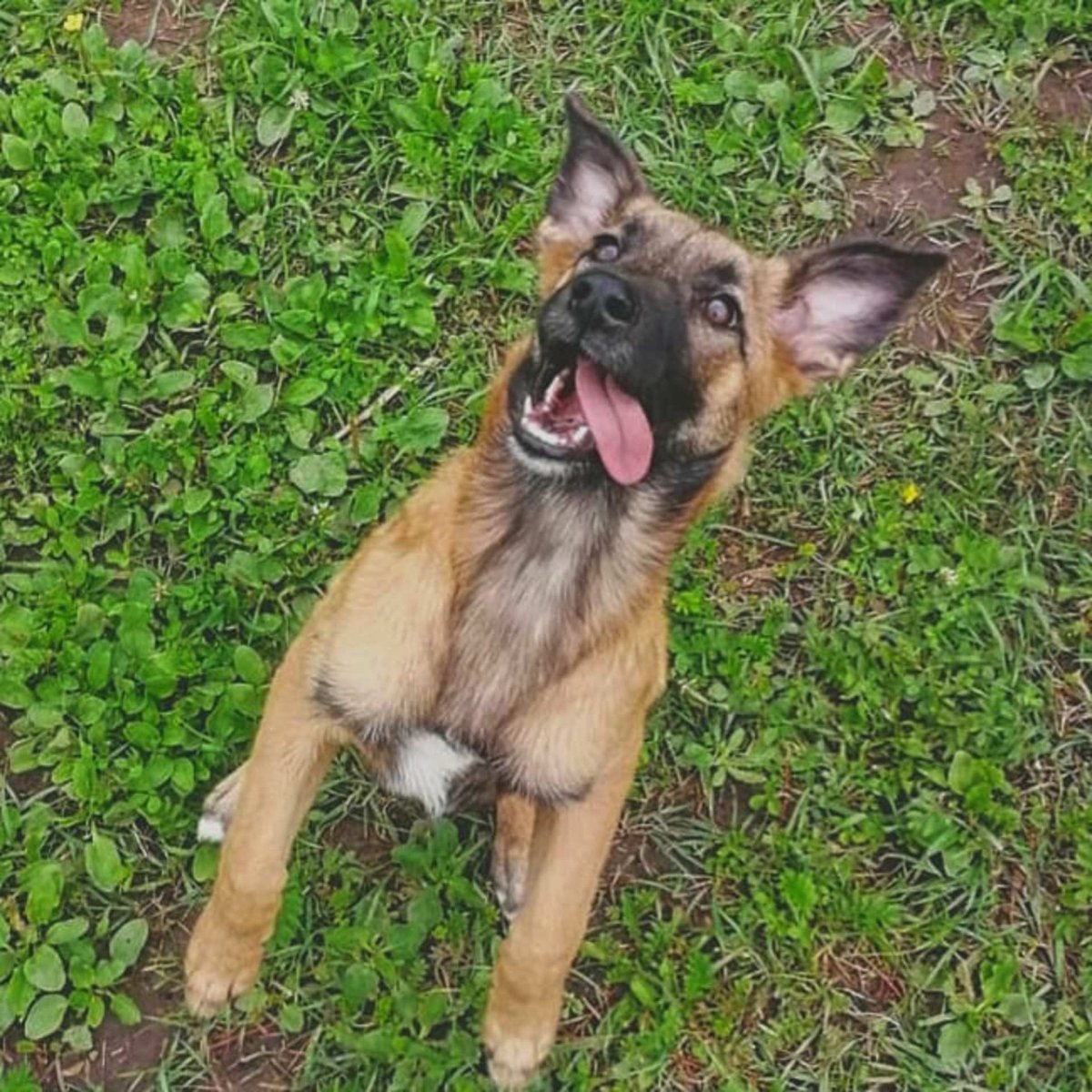 Малинуа и немецкая овчарка