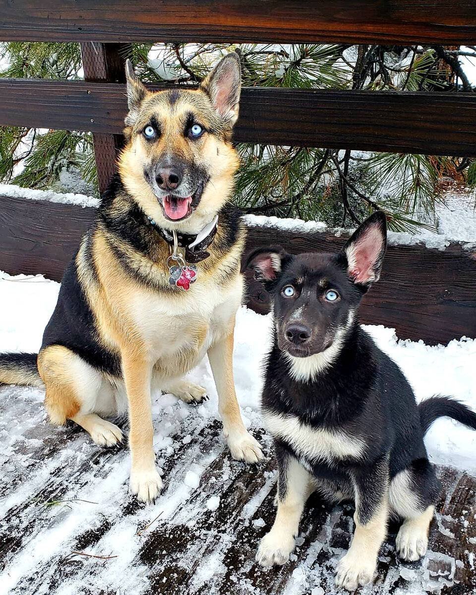 Питбуль с овчаркой помесь